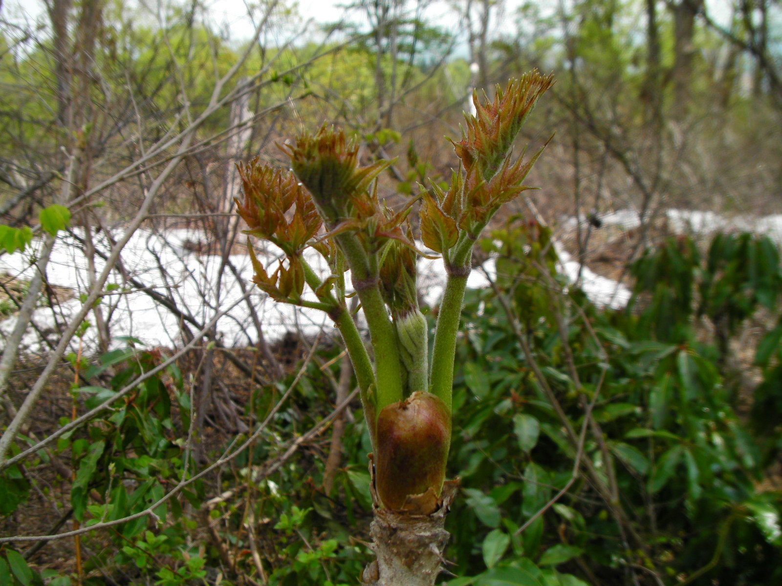 sany0822.jpg